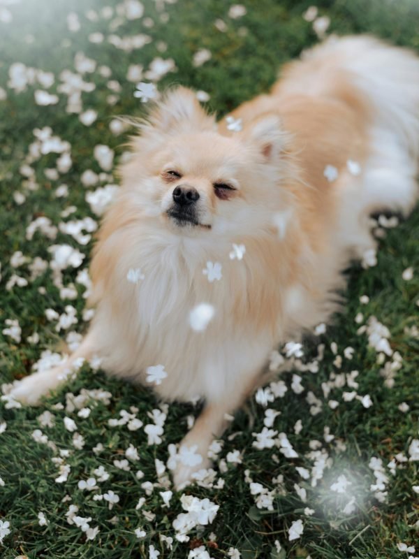 pexels-harriet-b-392993362-26791702 pexels-harriet-b-392993362-26791702